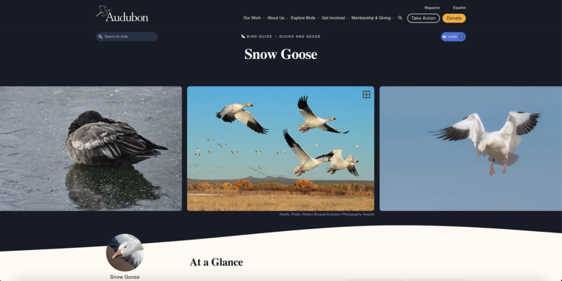Audubon Snow Geese.png