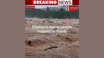 Verificación de Datos: Video de Elefante Rescatando a un Hombre NO Muestra las Inundaciones de Nepal -- Publicado Semanas Antes con Localización de la India